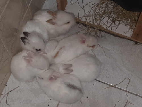 Imagem 2 de 2 de Mini Coelhos Everlast