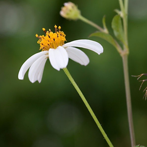 Sementes De Picão Preto (bidens Pilosa) Para Abelhas Jataí | Parcelamento  sem juros