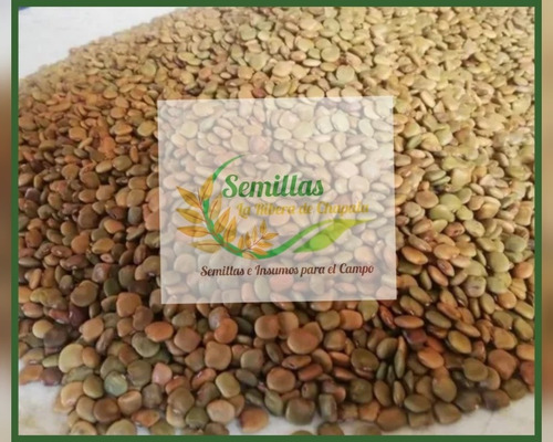 Semilla De Jícama De Agua, Bolsa 50 Grs