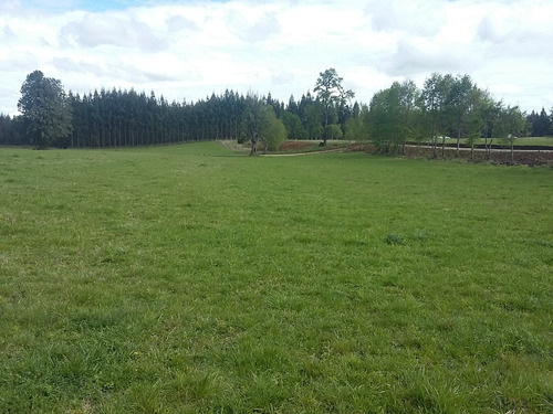 Parcela 5000 M2 Lago Ranco