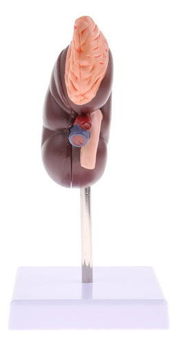 Hyt. Piezas 1:1 De Riñón Humano Extraíble Modelo 2