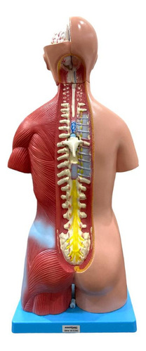 Modelo Anatomico Torso De 45cm Bissexual/assexuado 25 Partes