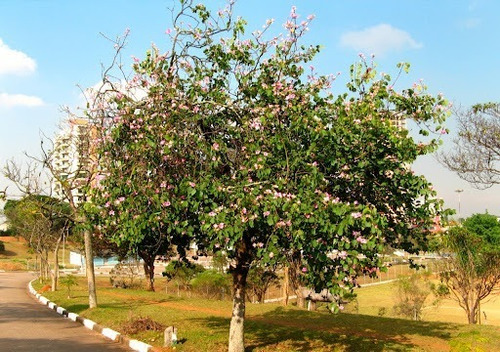 Pata De Vaca, 100 Gr Erva Seca Para Chá