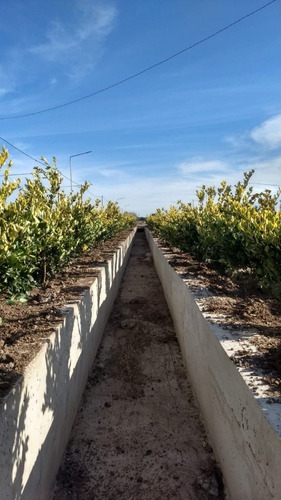 Vendo Lotes En Alvear Empeza A Construir Ahora Para El Verano