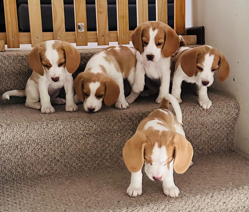  Hermosos Y Finos Cachorro Beagles , Bicolor ,inscrito Kcc