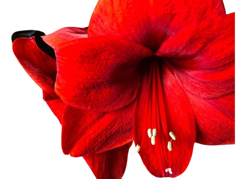 Un Bulbo Amarilys Hippeastrum Rojo Intenso + Kit De Cultivo