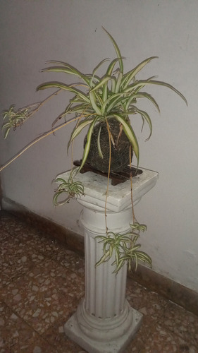 Kokedama De Lazo De Amor