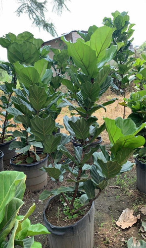 Ficus Pandurata