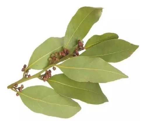 Hojas Frescas Sueltas De Durazno Para Varios Usos
