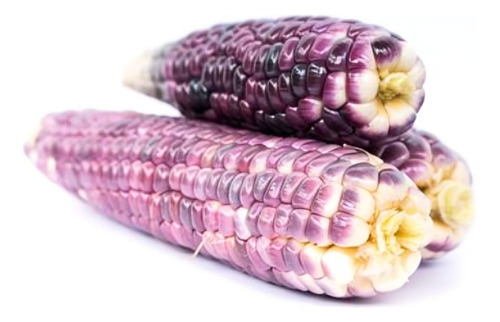 Semillas Maiz Nativo Cacahuazintle Morado Elote 100 Semillas