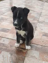 Comprar Cachorros Husky Siberiano Cruza