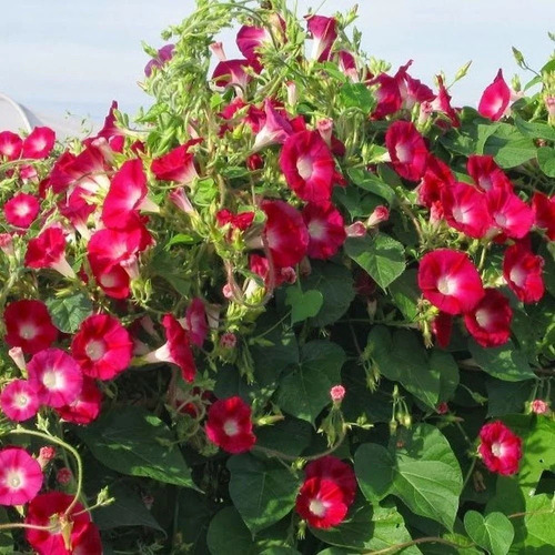 50 Semillas Morning Glory Crimson Rambler Enredadera Nuevas