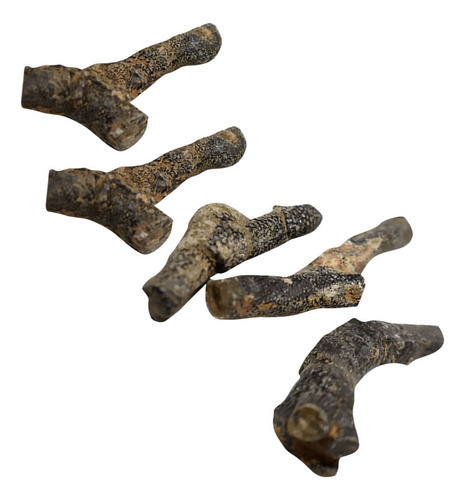 Kit De Decoración De Capas De Fósiles De Briozoos, 5 Piezas