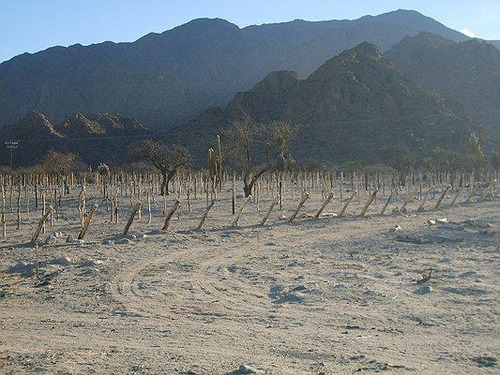Imagen 10 de 10 de Campo Apto Para Viñedo En Venta - Tolombón, Salta