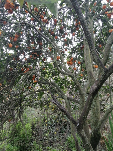 Semillas De Naranja Orgánica Para Jugo Prosperidad