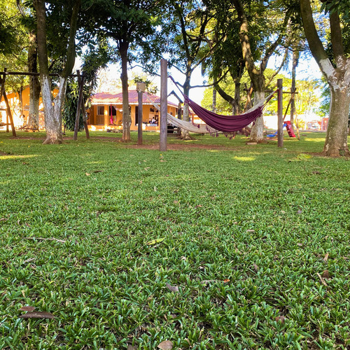 Sementes De Grama Jesuíta São Carlos Para Jardim