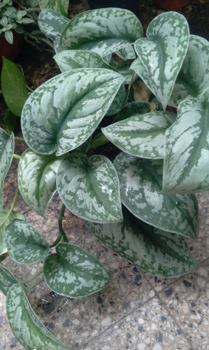 Pothus Silver - Plantas De Interior