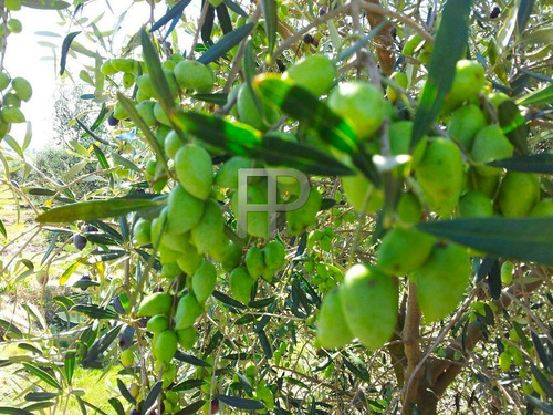 Imagen 8 de 9 de Campo En Venta Pan De Azúcar 60 Hectáreas