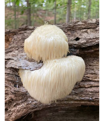 Melena De León Hongo En Extracto Atomizado Polvo 1 Kg
