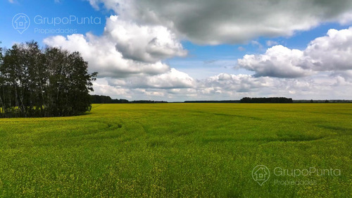 Campo En Arrendamiento - PaysandĂș