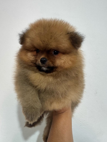 Spitz Alemão Fêmea Laranja