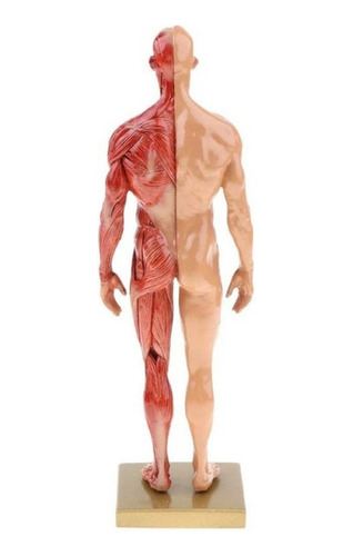 Modelo Muscular De Anatomía Humana Masculina En Resina