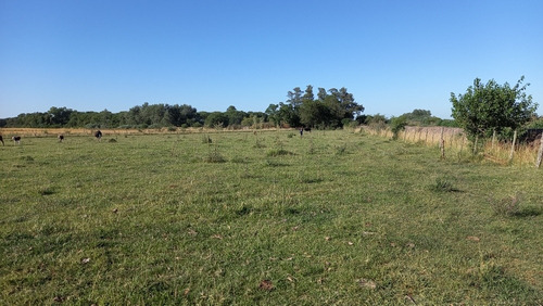 Imagen 6 de 23 de Lote 36000m2 Molino..plantas Pecan Durazno