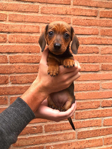 Imagen 2 de 5 de Hermosos Cachorros Dachshund Salchicha Mini