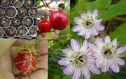 12 Semillas De Maracuya Silvestre Passiflora Foetida