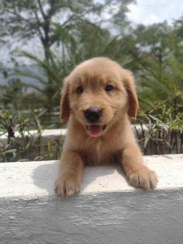  Oferta Hermosa Golden Retriever Hembra