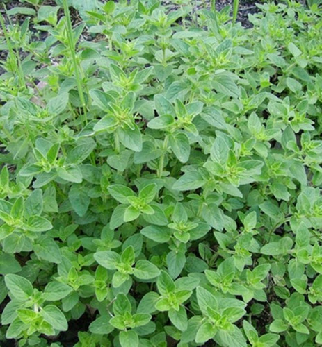 Tomilho, 100 Gr Erva Seca