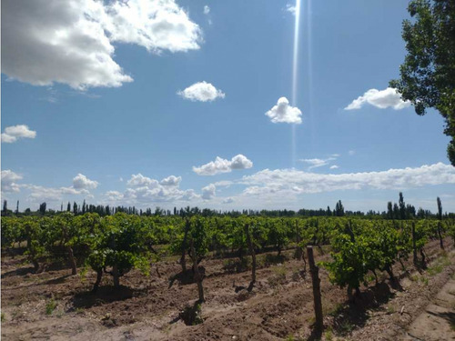 Vendo Finca A Tranquera Cerrada San Rafael Mendoza