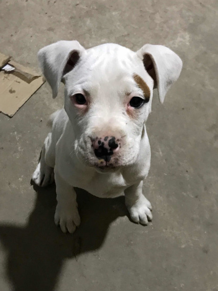 Perro Boxer Bebe Blanco Mercadolibre Perro Boxer Bebe Blanco Mercadolibre