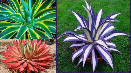 3 Variedades De Agave Exoticos 50 Semillas C/u
