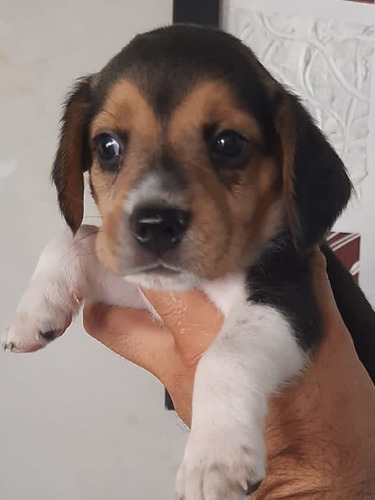 Imagen 2 de 2 de Beagles Tricolor 13 Pulgadas !!!