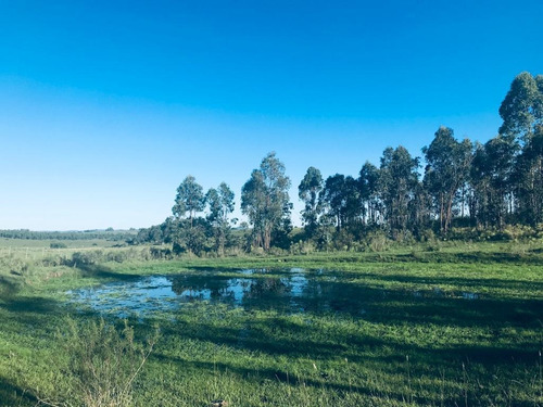 Campo De 12 Hás. Forestal Turístico En Villa Del Rosario