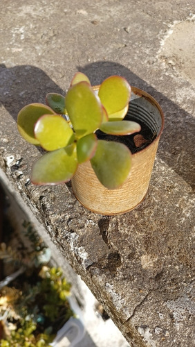 Arbol De Jade - Crassula Ovata En Latita