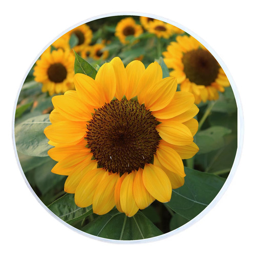 Semilla De Girasol Ornamental Vincent S Choice F1 (500 Sem)