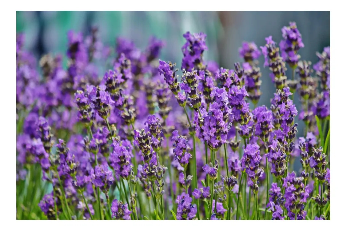 Sementes De Lavanda Tradicionais Feltrin para Jardinagem