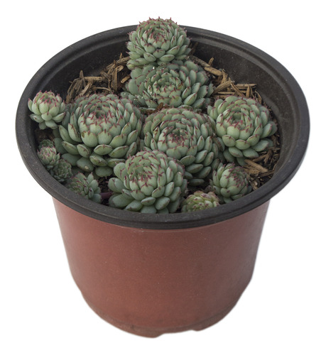 Suculenta Vincent Catto (echeveria Minima Vc) En Maceta