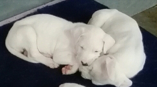 Imagen 6 de 8 de Dogo Argentino Cachorros De Excelente Linea De Sangre