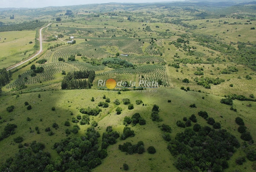 Campo Apto Fraccionamiento Con Plantación De Olivos Y Fábrica De Aceite De Oliva Muy Acreditado- Ref: 12801