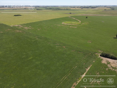 Imagen 7 de 11 de Campo En Venta - Chivilcoy 450 Has- 70% Agrícola Con Frente Sobre Ruta