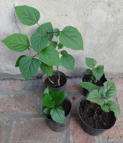 Planta Variedad De Penta / Hortensia - Atrae Mariposas