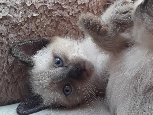 Gatito Siamese Seal Point Puro!!! Hermoso!!!! 2 Meses
