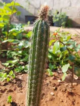 Comprar Varios Tipos De Cactus