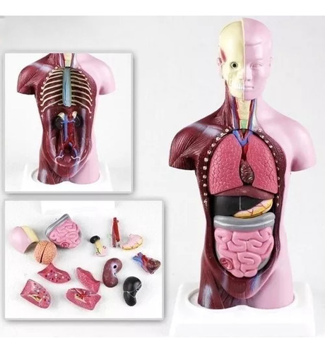 Modelo De Cuerpo De Torso Humano: Anatomía Anatómica Médica