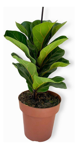 Ficus Lyrata Com 50cm De Altura P/ Ambiente Interno