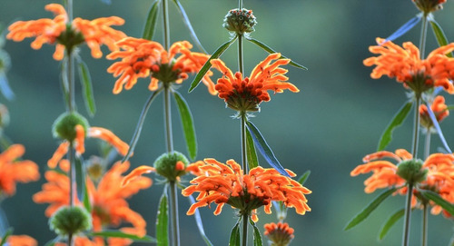 Semillas De Leonotis Leonorus_cola De Leon_w.dagga