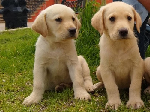 Labrador Super Cachorros. 